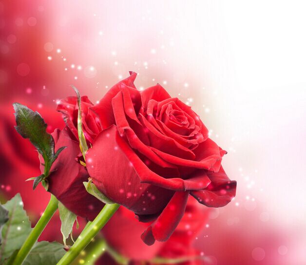 �ʺ���Ů�ѵ����˽��ʻ��Ƽ� ���İ��������ϴ������Ļ�