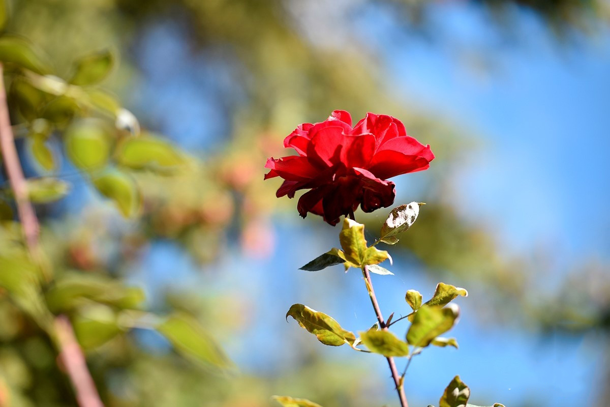 ���Ȧ�������� �῵105mm F1.4E������������