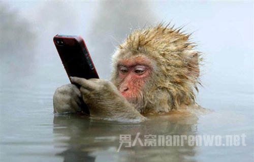 猴子泡温泉玩手机照片获摄影奖 猴子学会自拍人类苦恼版权