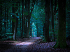 ������ɭ����Ӱ��Ʒ����