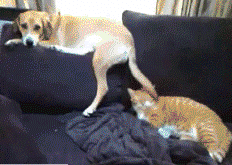 ����һ���ȳ��ĳ�������
