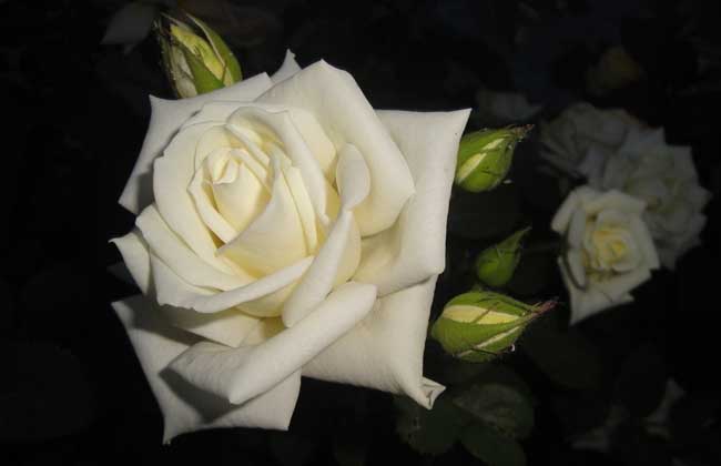 �ʺ��ͳ��İ�ɫ���˽������Ƽ� �ܾ�������������