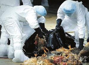 2016��h5n6�������ٴκ��� ��������h5n6�����в�������