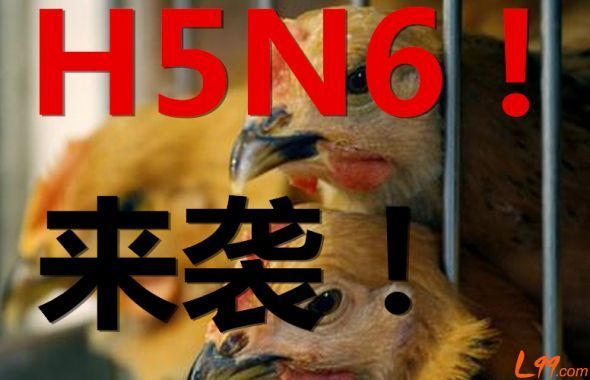 ����h5n6�����б���һ������ ����Ӵ�����
