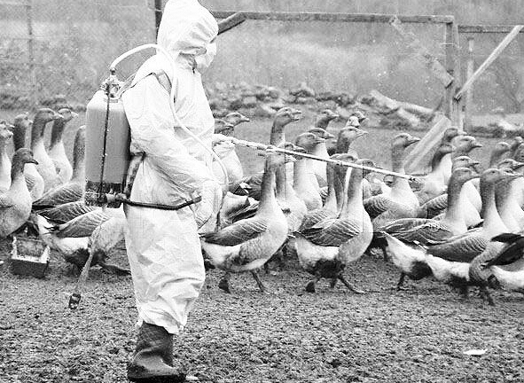 h7n9����������֢״��֪�� ����Ԥ������