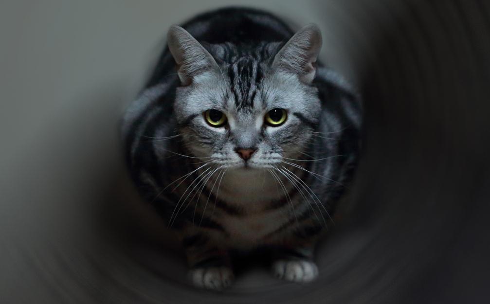 ������Ӱ���� С����Ҳ�ܴ�Ƭ���Ӹ����Ų���