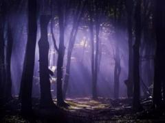 ����ɭ�ֶ��ص�����