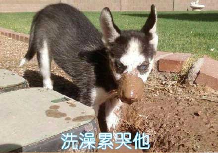 ��һ���� �Ǿ�������ֻ��ʿ��� �����ټ�һֻ