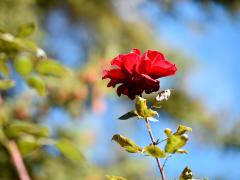 ῵105mm F1.4E