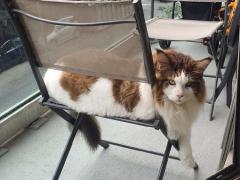 胖纸缅因猫长差点压死主银