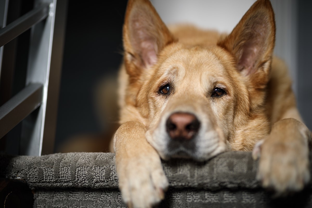 ����85mm f/1.4��ͷ��Ӱ��Ʒ����