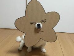 һֻձֽ乷ȷ