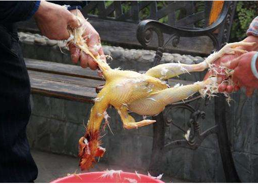 �������ͼ�Ů�ӿ��Ĵ��ؼ� �Ϲ���ɱ���H7N9������