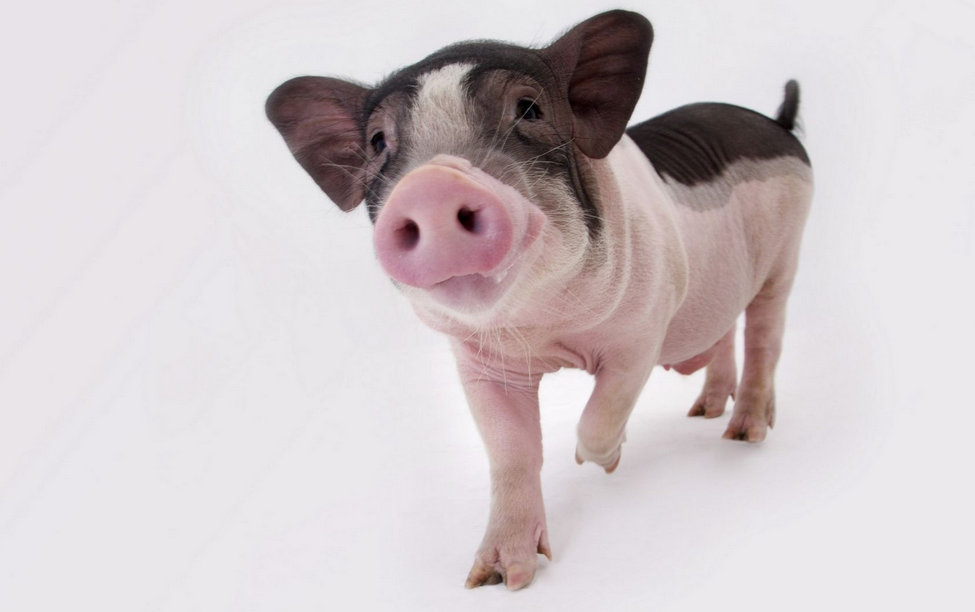 �������������漣���� ��һֻ��������