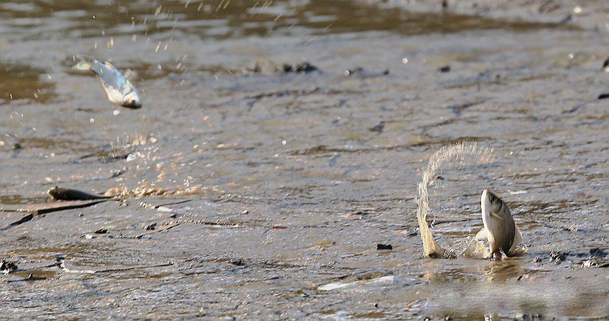 ��԰����������Ծ��Ҫ�������𣿹ٷ�������ҥ��