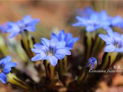 �ɿ����ﻨ������������Ϣ