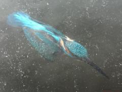 ������ˮץ�㾹��������