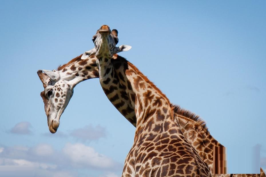 ���޳���¹����֡��������� ������������