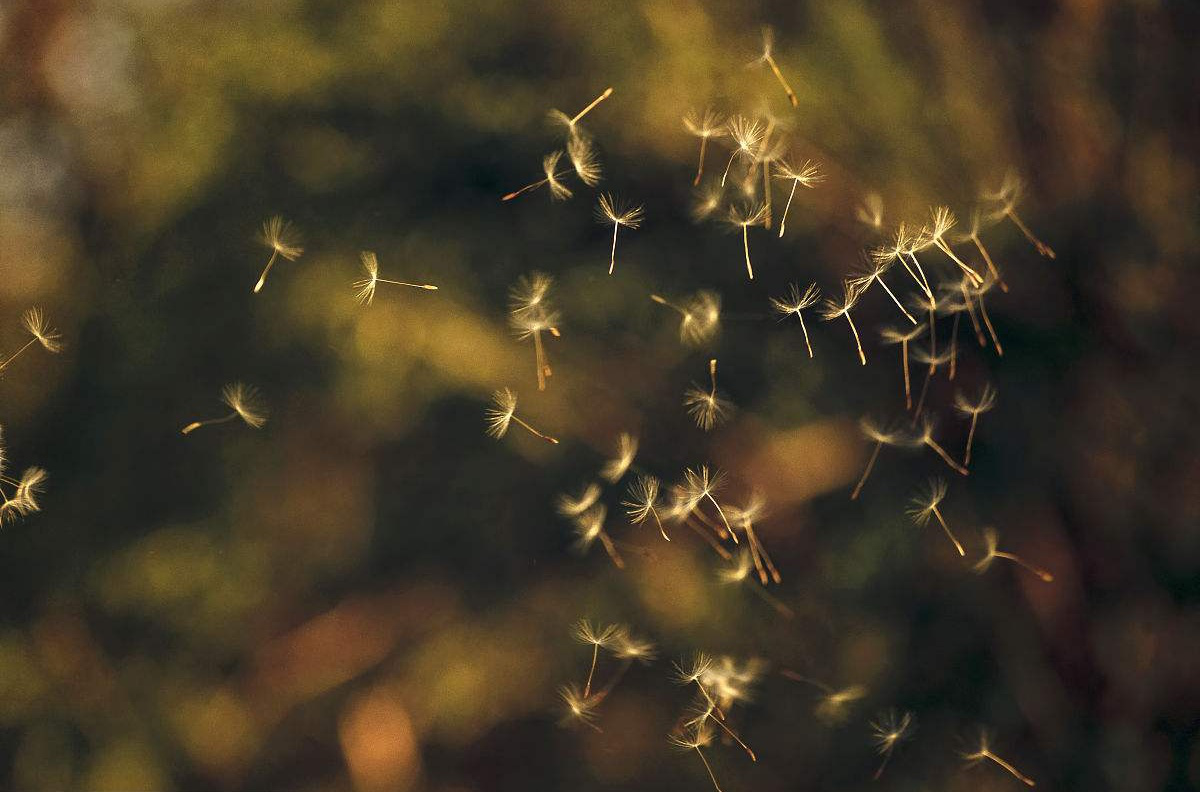 ��ӰС���� ����Ƭ��ͼ����Ȼ��רҵ