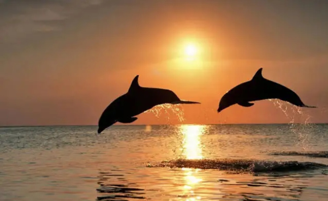 ��Ӱ���ɷ��� ������ӰС���� ��������ӰС��