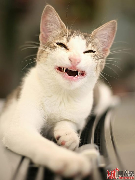 ɷЦ