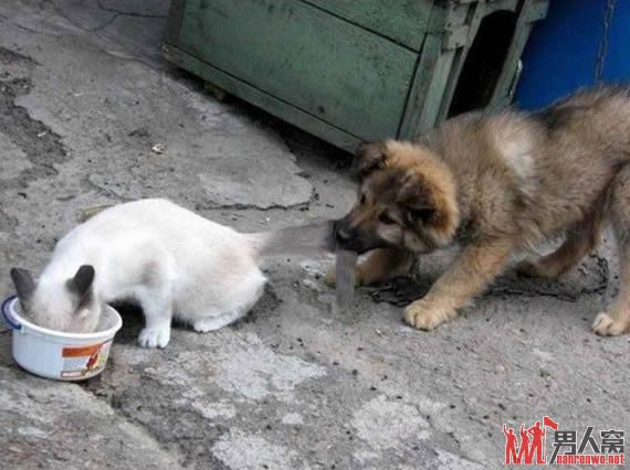 猫狗战争