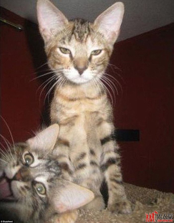ôĸЦ