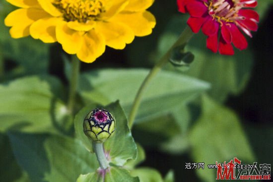 北京顺义国际鲜花港旅游攻略 寻找神秘的美艳