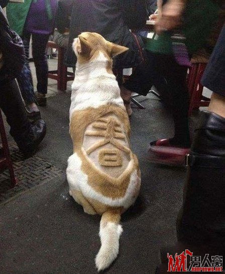 ֻ
