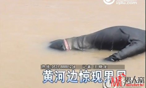黄河浮尸