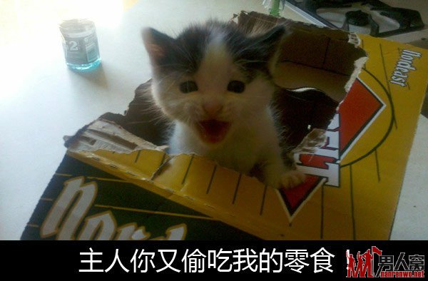 主人你又偷吃我的零食