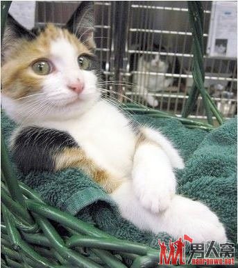虽然我只是一只猫,羡慕我的人多了去了,比如身后那货
