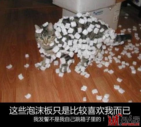 今晚的鱼没了