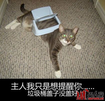 阿猫,你又胡闹了