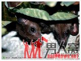 2010年生物学奖：中国科学家证实狐蝠也有人类的一种性行为