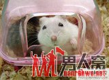 2007年语言学奖：老鼠不能分辨倒着说的日语和荷兰语