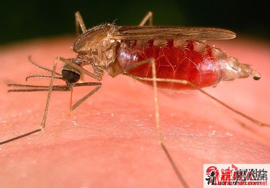 2006年生物学奖：疟疾蚊子更喜欢林堡奶酪的气味