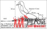 2005年流体动力学奖：南极企鹅大便能喷出40厘米远