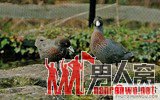 2003年生物学奖：鸭子也有同性恋