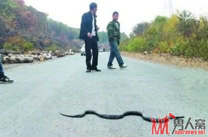 吉林蛇群横穿公路引恐慌 专家称系寻越冬地属正常现象