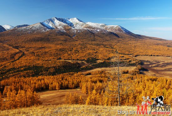 秋日喀纳斯湖旅游：阳光普照下的雪山和森林