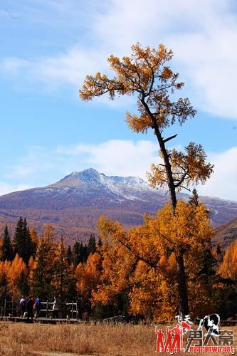 秋日喀纳斯湖旅游：阳光普照下的雪山和森林