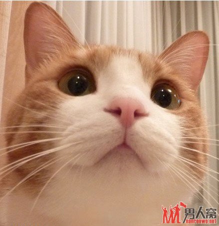 小清新