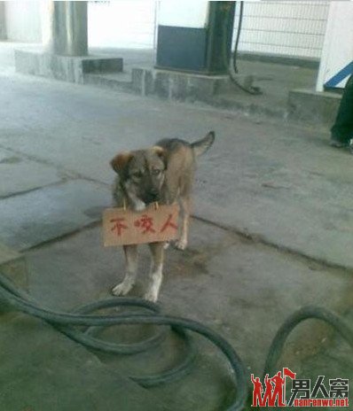 不咬人