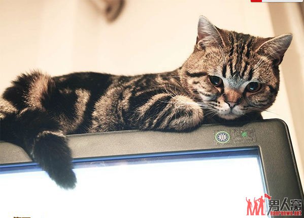 我要用尾巴征服你。美猫卧