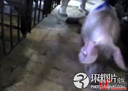 美养猪场涉嫌虐待把金属棒塞进母猪臀部