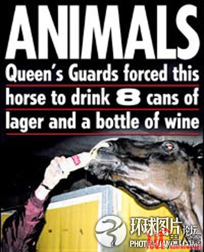 英国女王卫兵虐待动物给皇家马匹强行灌酒