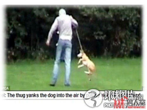 英国一男子踹小狗视频流传