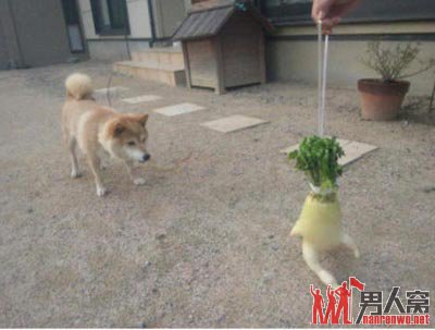 奔跑的萝卜一夜走红