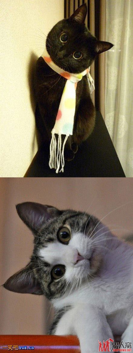 小猫咪表情秀